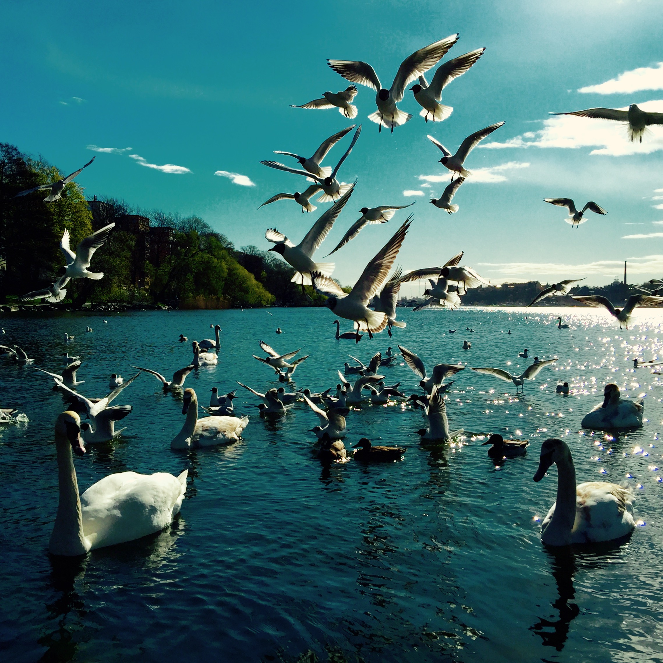 Kungsholmen - 4 historiska huvudgator / besöksdestinationer